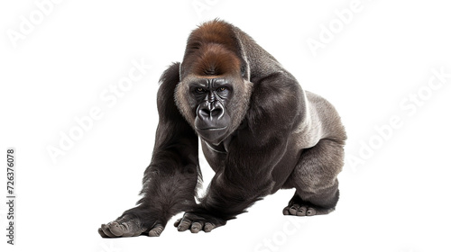 gorilla on transparent background