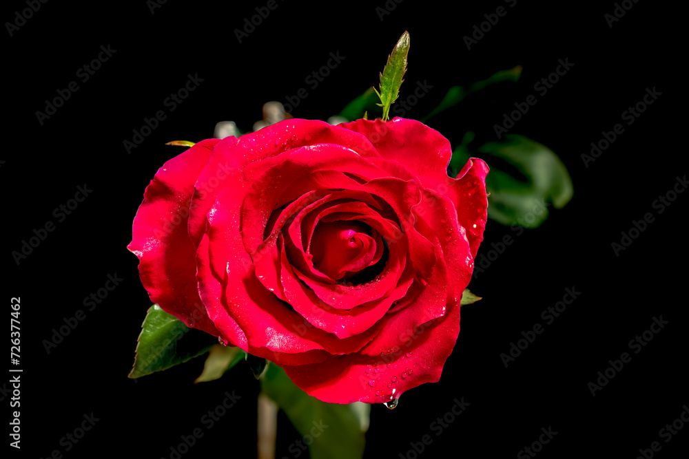 Red tea rose on a black background Red tea rose on a black background
