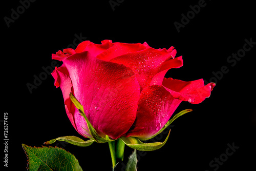 Red tea rose on a black background