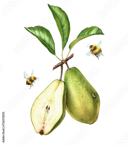 Watercolor green pears. Two pear fruits, whole and a half with leaves. Bees flying around. Realistic botanical floral composition. Isolated hand drawn exotic food design element (ID: 726378243)