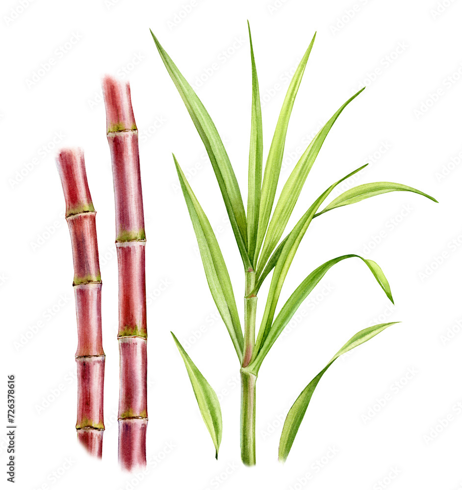Fototapeta premium Watercolor sugar cane plants. Set of two stems and separate big branch with leaves. Collection with design elements. Realistic botanical illustration for packaging. Hand drawn objects