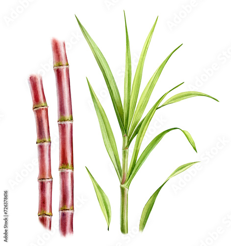 Watercolor sugar cane plants. Set of two stems and separate big branch with leaves. Collection with design elements. Realistic botanical illustration for packaging. Hand drawn objects (ID: 726378616)