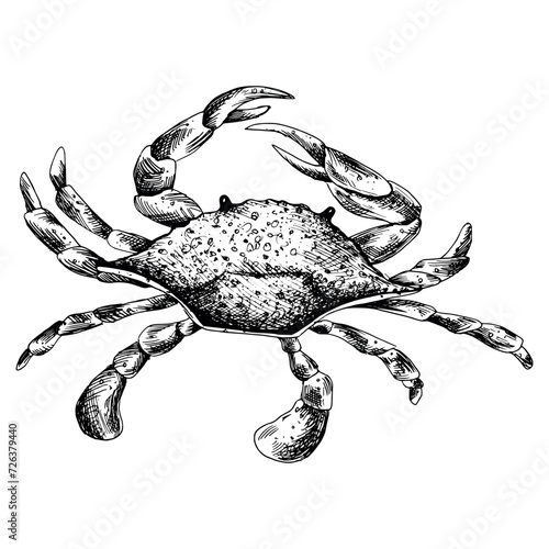 Underwater world clipart with Blue crab top view. Graphic illustration hand drawn in black ink. Isolated object EPS vector.