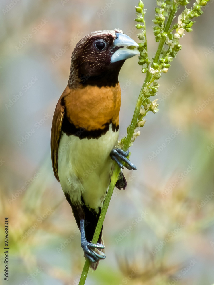 Fototapeta premium Chestnut-breasted Muni in Queensland Australia