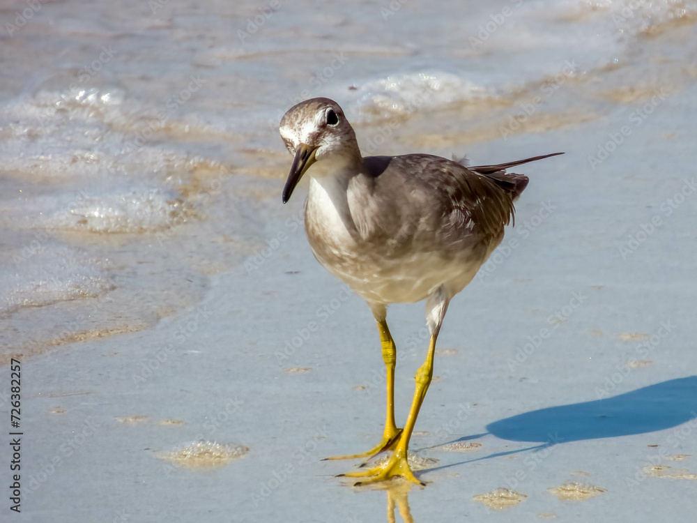 Grey-tailed Tattler in Queensland Australia Grey-tailed Tattler in Queensland Australia