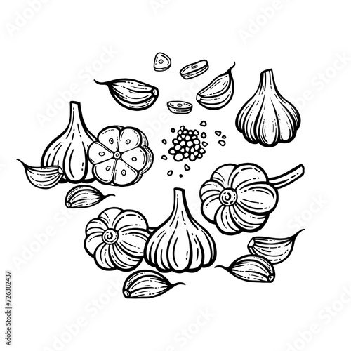 Garlic sketch. chopped garlic. Vector sketch isolated background. With layers.