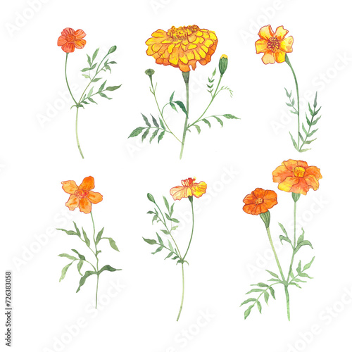 a set of illustrations of marigold hand-drawn in watercolor  a picture of an orange flower  a postcard with a flower symbolizing the day of the dead  a magical plant.