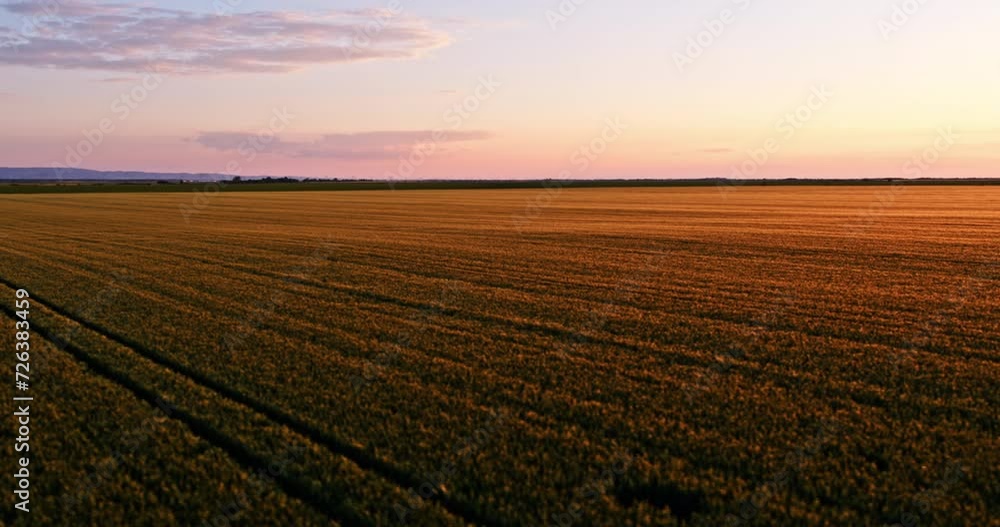 Aerial view of a sprawling wheat farm captured by drone Aerial view of a sprawling wheat farm captured by drone