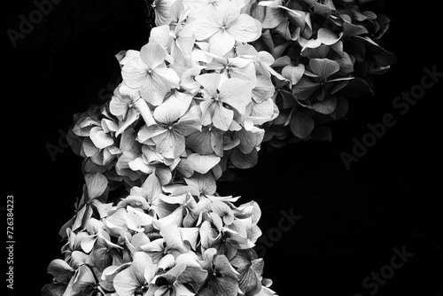 viburnum flower on a black background Black and white image decorative viburnum buldenezh (Viburnum Boulle-de-neig, Viburnum opulus Roseum, Snow globe) blooms in the garden