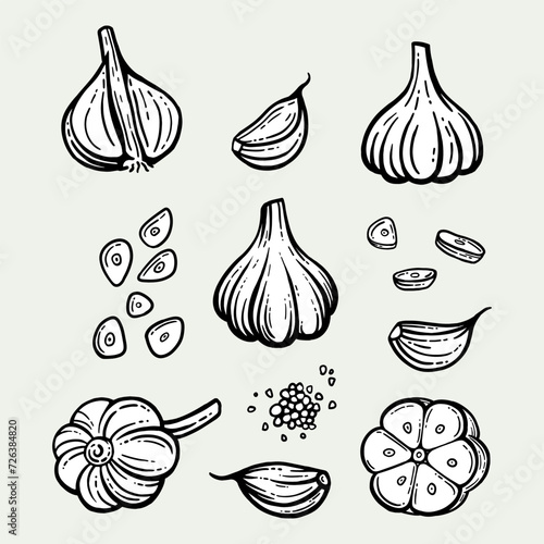 Garlic set. Hand drawn illustration of chopped garlic. Isolated background