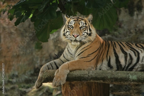Fototapeta Naklejka Na Ścianę i Meble -  a Sumatran tiger relaxing on the floor