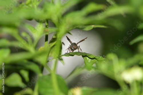 a wasp perched on the leaves