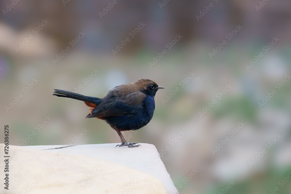 Indian Robin Bird in Jaipur capture in open environments by wildlife photographer Indian Robin Bird in Jaipur capture in open environments by wildlife photographer