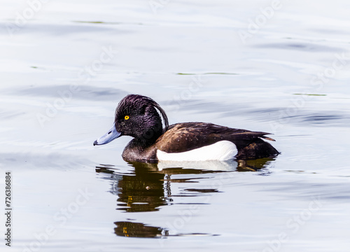 A male tufted duck swims in the water on a summer day. A male tufted duck is black except for white flanks, a blue-grey bill with gold-yellow eyes, and a thin crest on the back of its head.