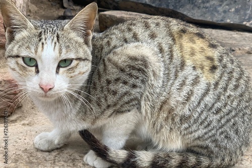 close up of a beautiful cat