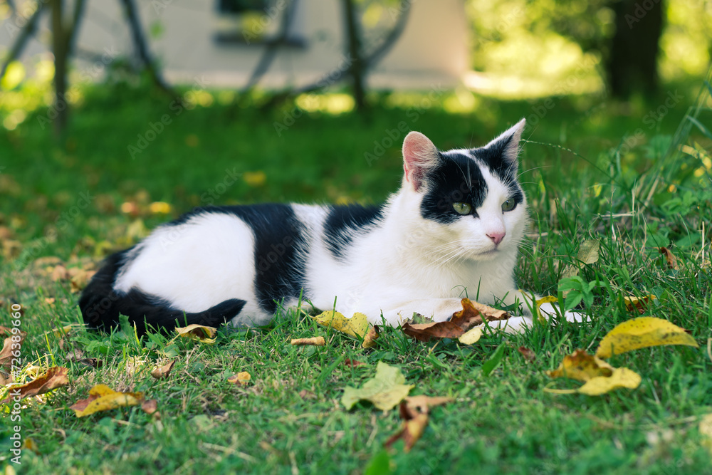 Kot w skupieniu obserwujący otoczenie