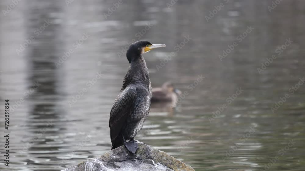 池の岩場で立つ黒い水鳥のカワウ 池の岩場で立つ黒い水鳥のカワウ