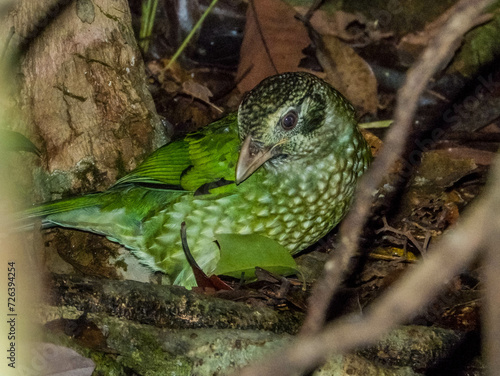 Spotted Catbird in Queensland Australia