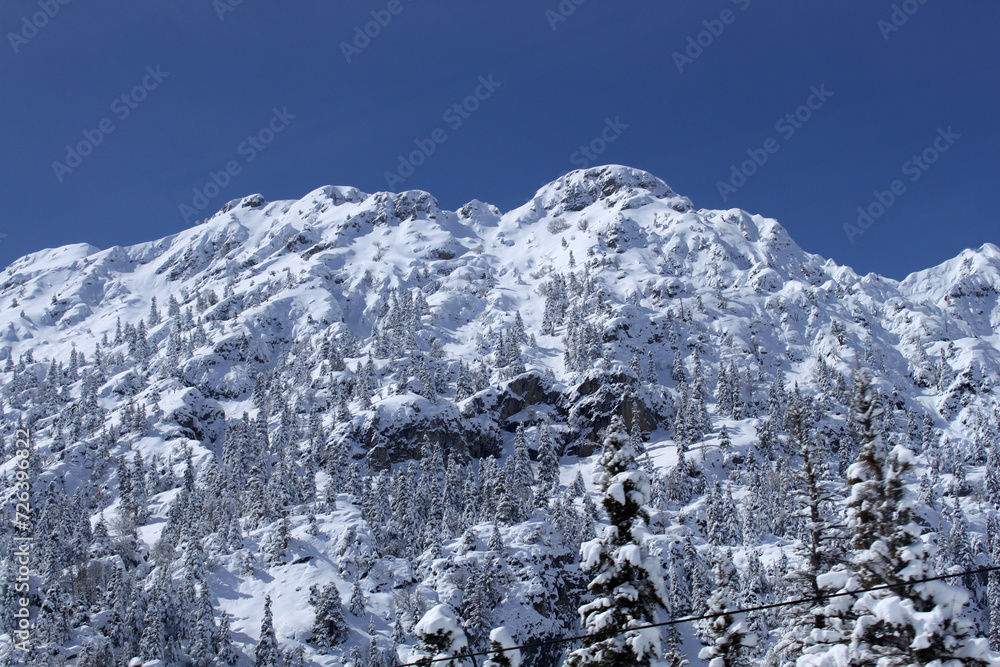 Snow-filled pine trees on the mountain