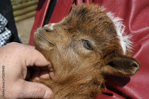 Mongol cashmere goat (cashmere kid) is a so precious and cute among the nomadic families in the steppes and the deserts, Tuv province, Mongolia. photo