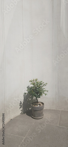 Fototapeta Naklejka Na Ścianę i Meble -  회색 벽 앞에 있는 화분