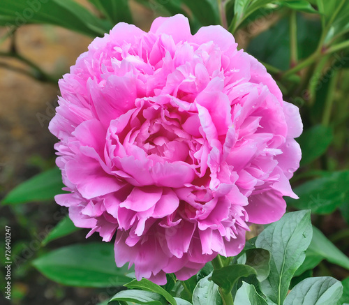 Single pink double peony flower cultivar Sarah Bernhardt, close up