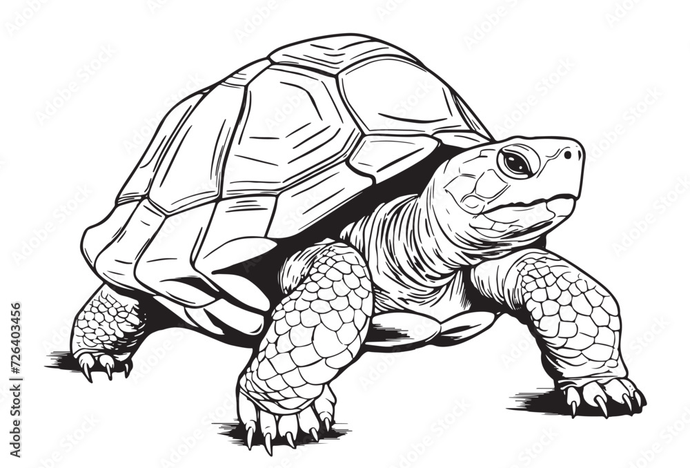 Fototapeta premium Desert Tortoise hand drawing vector illustration isolated on white background