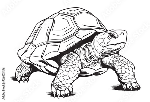 Desert Tortoise hand drawing vector illustration isolated on white background