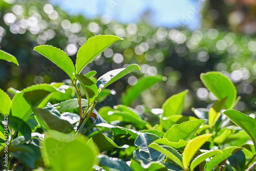 Tea branch leaves in the tea garden