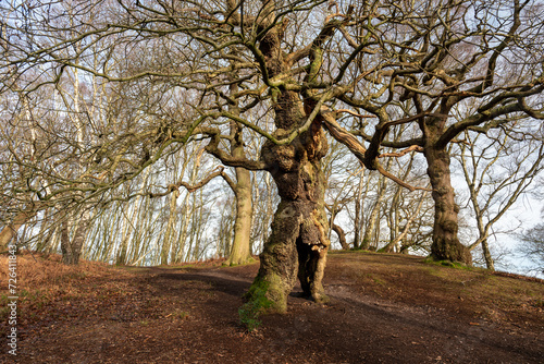 The ancient oak human groot tree Cannock Chase, Staffordshire. photo