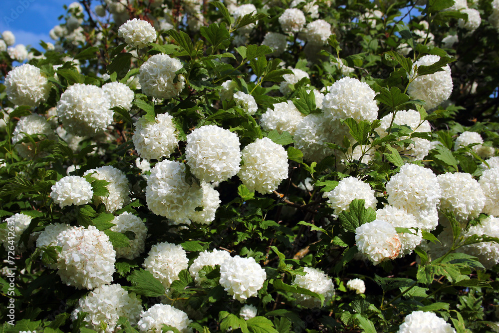 Guelder Rose, or snowball tree flowers. Viburnum opulus in a garden Guelder Rose, or snowball tree flowers. Viburnum opulus in a garden