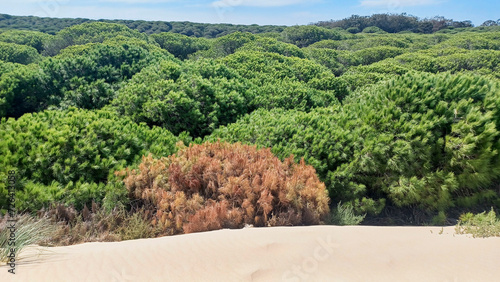 dune invades and dries trees