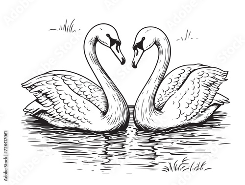 Two swans sketch. Hand drawn vector