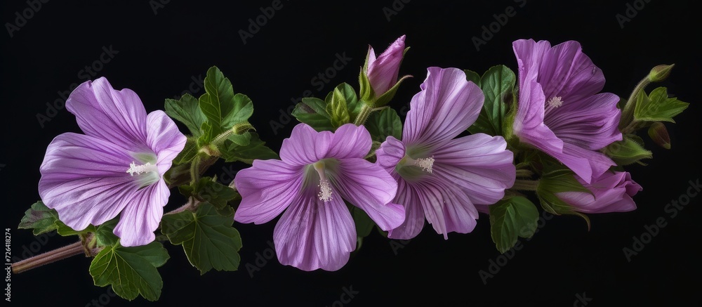 Malva is a closely related genus of plants in the Malvaceae family