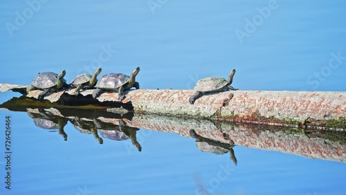 Western Caspian Turtle (Mauremys caspica) sunbathing and resting outside the water photo