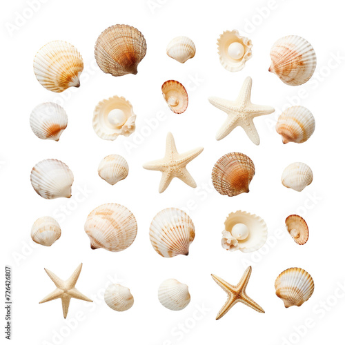 small seashells on transparent background