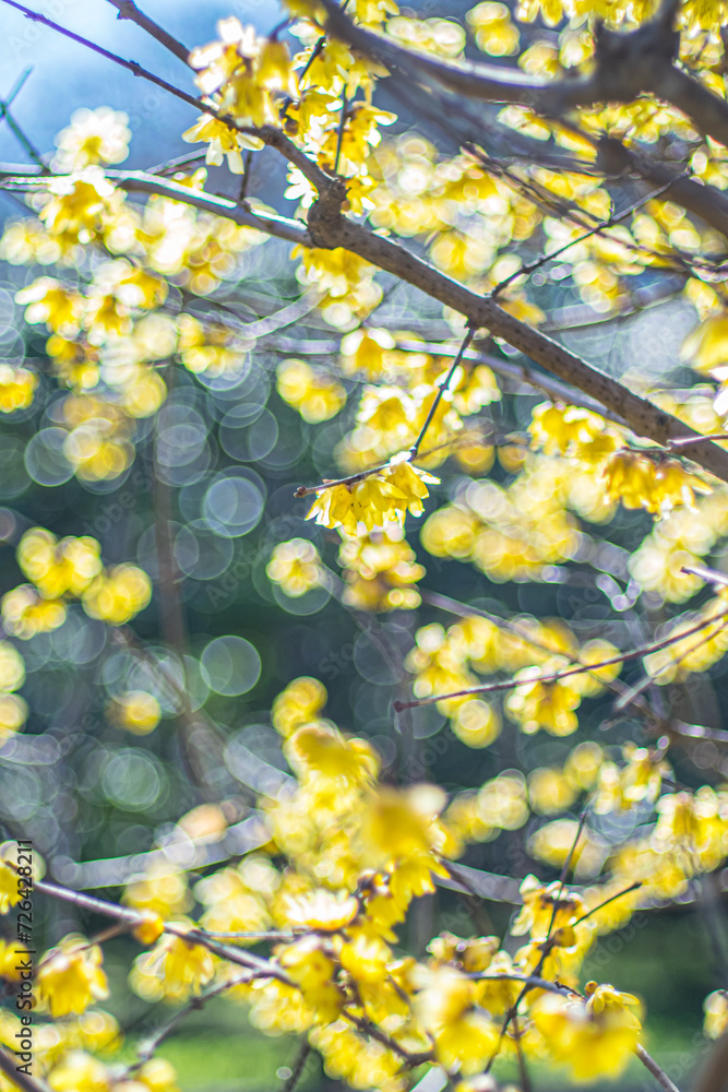 ロウバイ　蝋梅　Wintersweet 