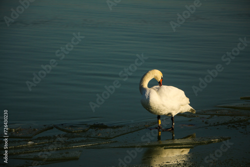 Fototapeta Naklejka Na Ścianę i Meble -  A swan on the ice at Lake Balaton.