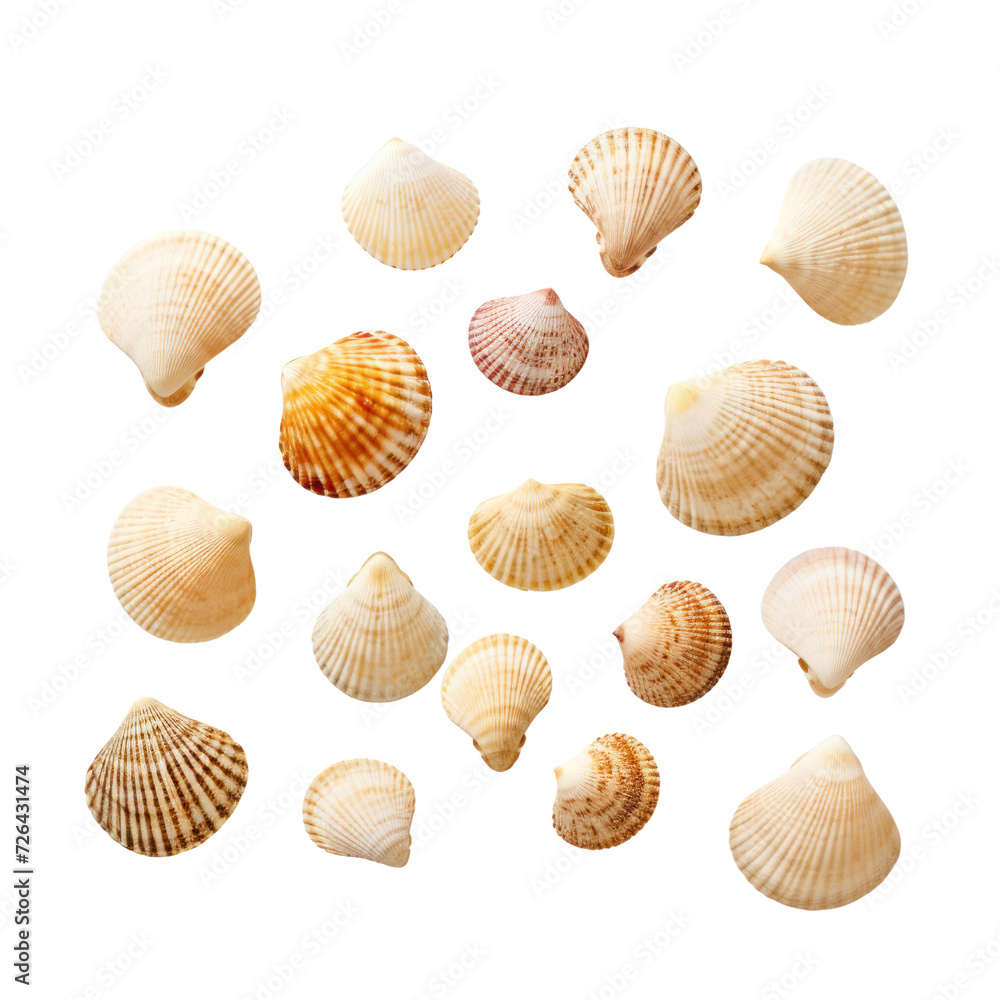 small seashells on transparent background small seashells on transparent background