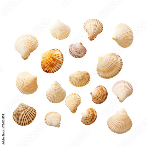 small seashells on transparent background