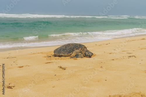 turtle on the beach on a stormy day on oahu in hawaii © Fritz