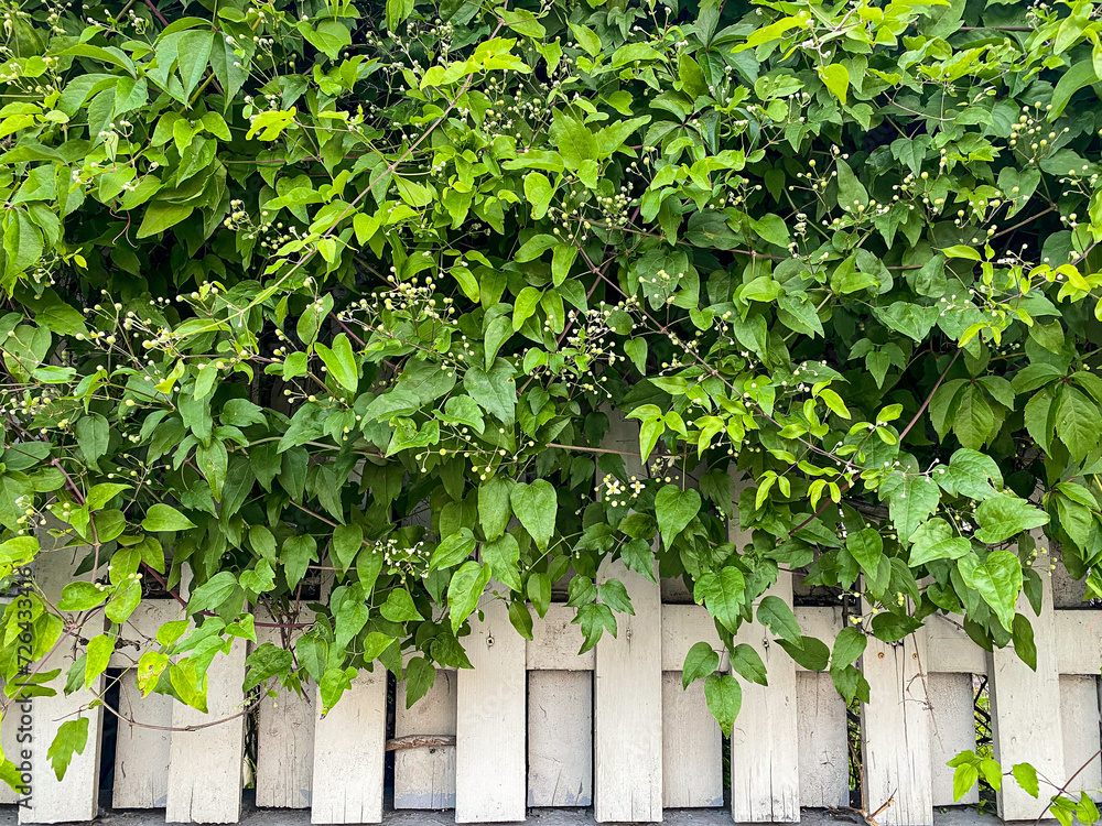 Living green wall of wild grapes white wooden fence Living green wall of wild grapes white wooden fence