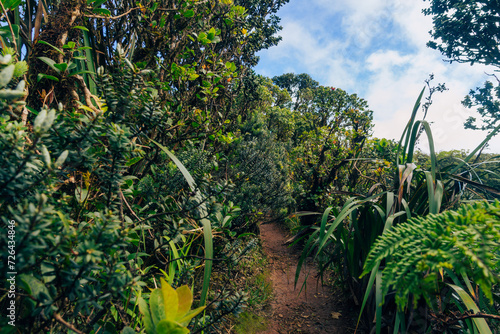 jungle on mauna kalaa on a beautiful day on oahu in hawaii photo