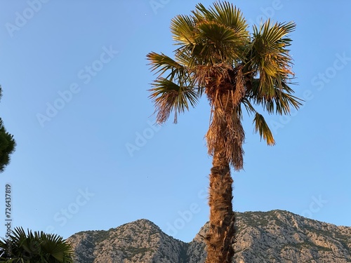 Palm tree grows against blue sky and mountains are visible