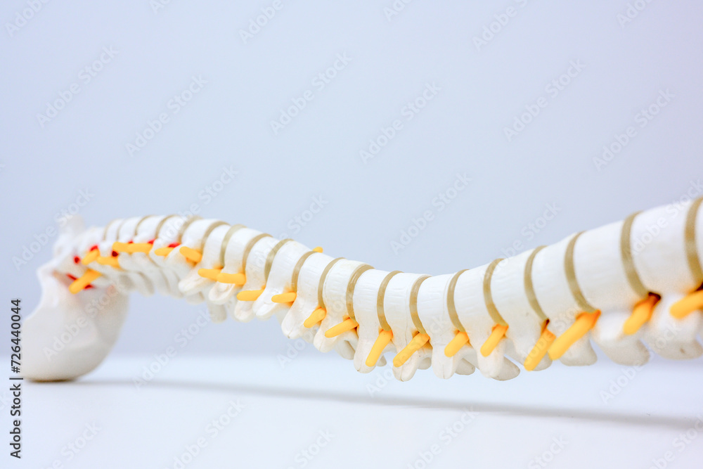 Fototapeta premium Close-up of human spine and spine or spine model. Isolated on white background.