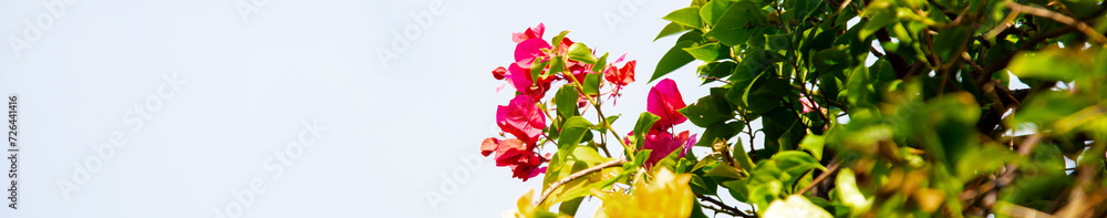 Panorama blended of yellow, orange, pink Bougainvillea flowers blooming under blue sky in Nha Trang, Vietnam, genus of tropical thorny ornamental vines, bushes belonging to four o clock family