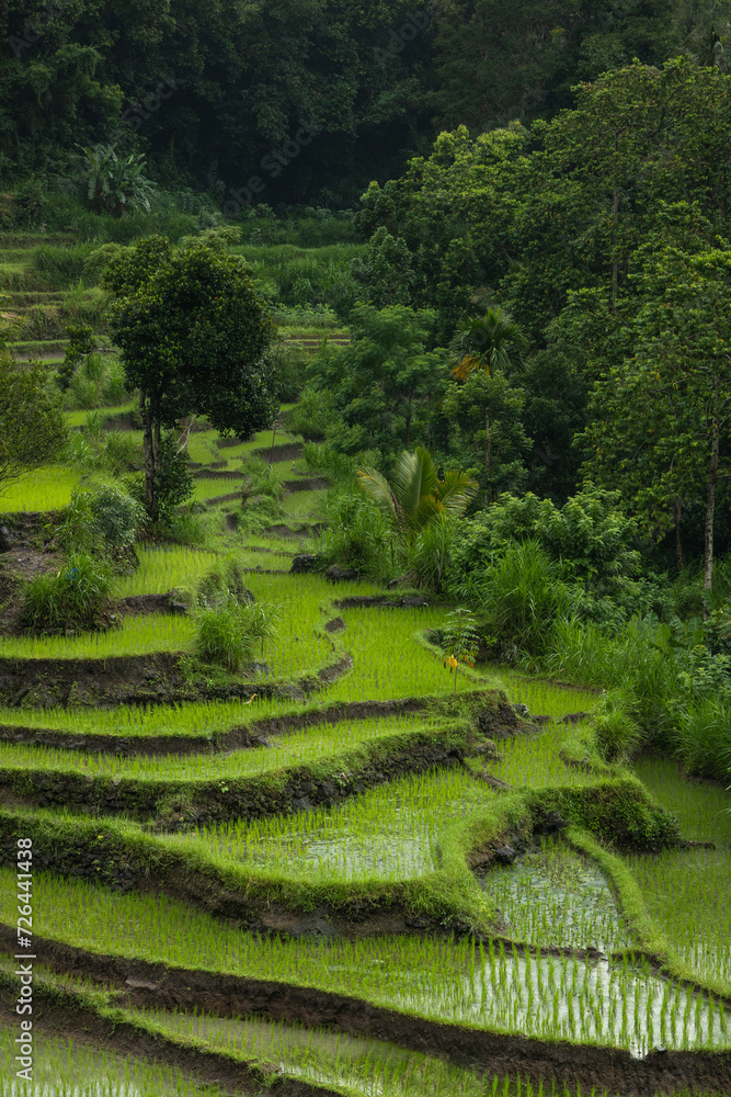Pictureque paddy ricefield terraces in Karangasem district in Bali, Indonesia