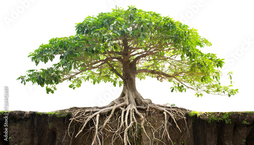 Tree of life with the roots isolated on white background photo