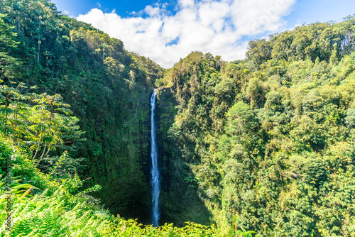 akaka falls in jungle on the pacific coast on big island in hawaii
