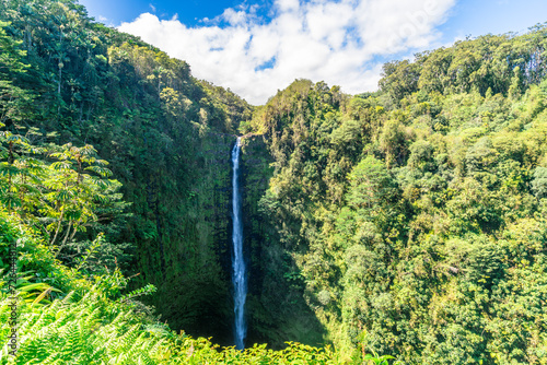 akaka falls in jungle on the pacific coast on big island in hawaii photo